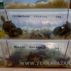 Terrabazar