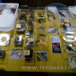 Terrabazar