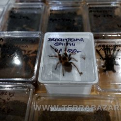 Terrabazar