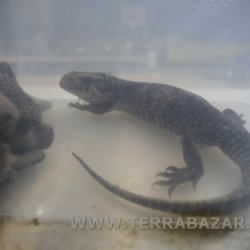 Terrabazar