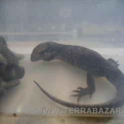 Terrabazar