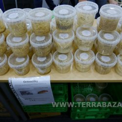 TERRABAZAR - 30.8.2014