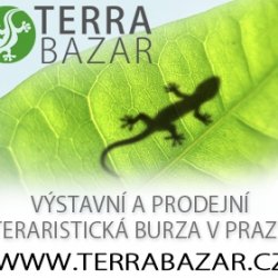 Terrabazar bannery